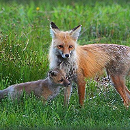 Fox Den Lodge เวสต์เยลโลว์สโตน ภายนอก รูปภาพ
