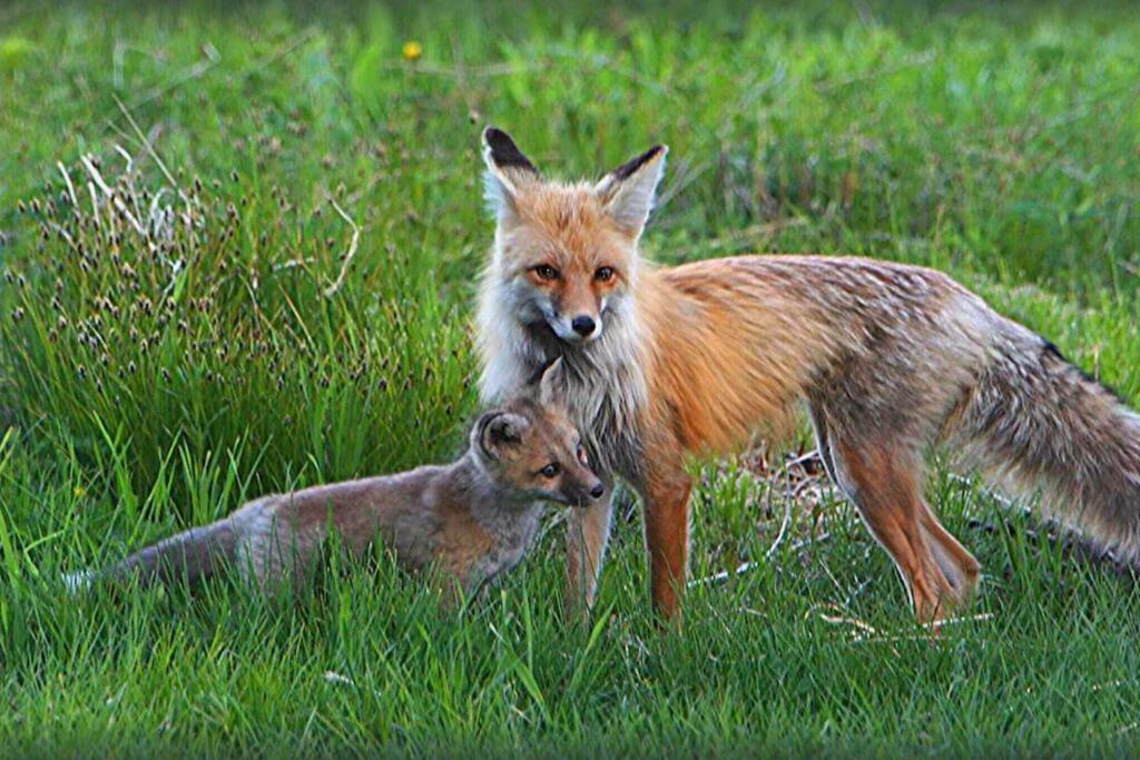 Fox Den Lodge เวสต์เยลโลว์สโตน ภายนอก รูปภาพ